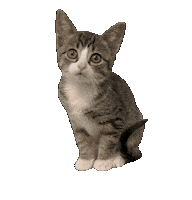 Cat Kitten Sticker by De Graafschap Dierenartsen