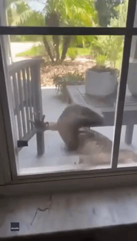 Lizard Scales Window of Florida Home