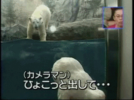 Polar Bear Troll GIF