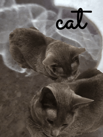 lynettearden giphyattribution cat GIF