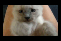 what a cutie GIF