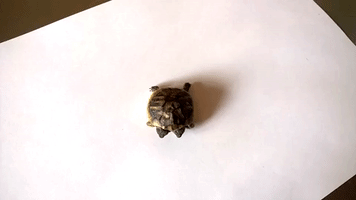 Two-Headed Tortoise Born in Denmark