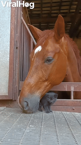 Gentle Horse Befriends Tiny Kitten