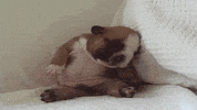 french bulldog sleeping GIF