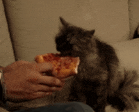 cat pizza GIF