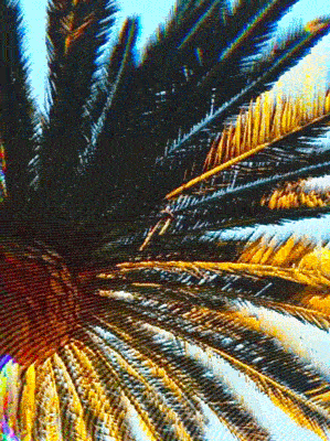 melting palm tree GIF