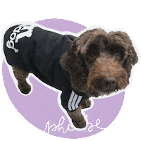 Cool Dog Sticker