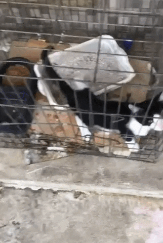 cuteanimalland giphyupload GIF