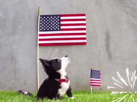 The Cutest July 4th