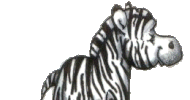 zebra STICKER