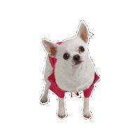 Confused Legally Blonde Sticker by Cultuur Kwartier Sneek