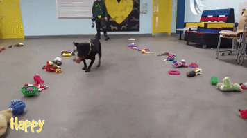Feliz Navidog: Shelter Dogs Choose Their Own Christmas Toys