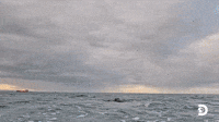 New World Record For Flying Sharks