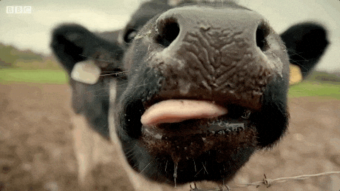 TV gif. Zoomed in shot of a cow's nose on Top Gear as it sticks its tongue out and tries to lick the camera.