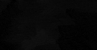 alligator swimming GIF by University of Florida