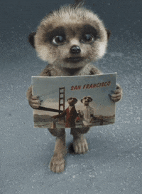 Pup Postcard GIF by comparethemarket