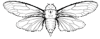 molarink flying tattoo bug ink Sticker