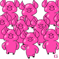 Ohio Piglets GIF by gifnews