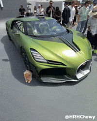 Pomeranian Happy Dog GIF