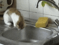 it's a trap cat GIF