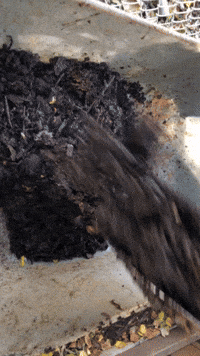 Home Community GIF by Common Ground Compost
