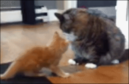 Video gif. Small orange kitten lunges at a big, fat, fluffy cat. In one small swat of the paw, the big cat pushes the orange cat onto the ground.