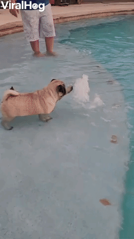 Short Puppy Dog Undone by Big Pool Step