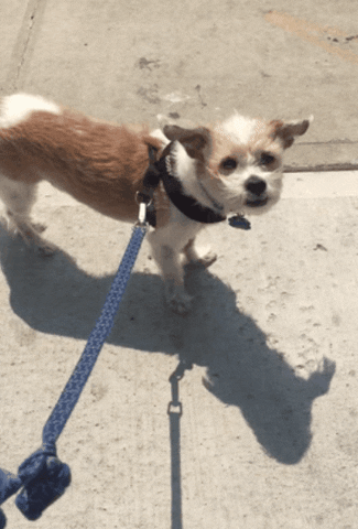 Flying Jack Russell GIF by Kimmy Ramone