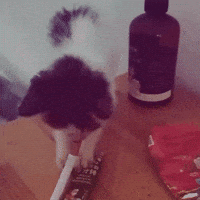 Cat Smoking GIF by Respective