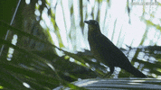 bird isola 12 GIF by Isola dei Famosi