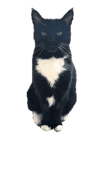 Black And White Cute Cat Sticker