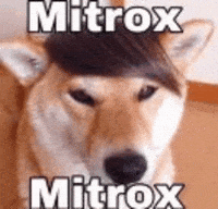 Dog Streamer GIF