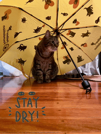 Rainy Day Kitty GIF