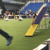 Dog GIF by Westminster Kennel Club