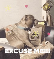 wanderwithsky dog nawab wanderwithsky american buky GIF