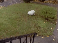 episode 5 specials GIF