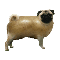pug STICKER by imoji
