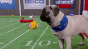 Animal Planet GIF by Puppy Bowl