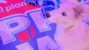 Animal Planet GIF by Puppy Bowl