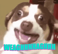 Dog GIF by jOnNy'S wOrLd