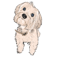 WhiteThisWayHome dog yorkie gabby white this way Sticker