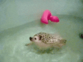 bath hedgehog GIF