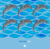 dolphin day GIF by CBC