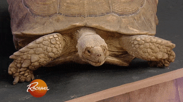 amazon pet GIF by Rachael Ray Show