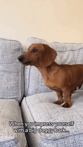 Dog Impresses Himself With Loud Bark