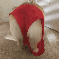 pants GIF