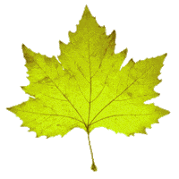 Festival Fall Sticker by Esterhazy