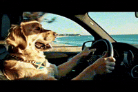 Cool Dog Thumbs Up GIF by Dasvibes