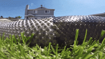 skin anaconda GIF