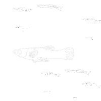 gowanusdredgers fish underwater gowanus gowanus canal Sticker